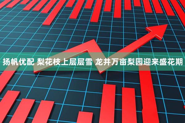 扬帆优配 梨花枝上层层雪 龙井万亩梨园迎来盛花期