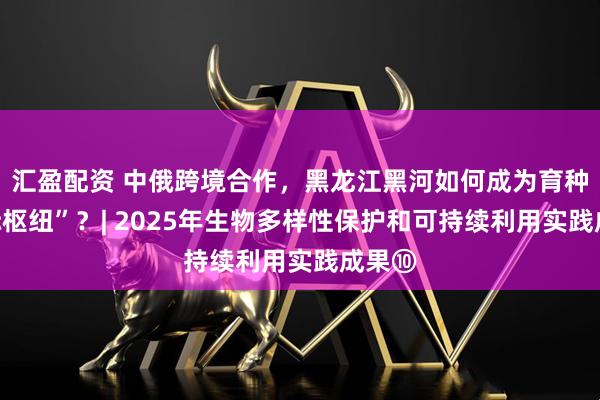 汇盈配资 中俄跨境合作，黑龙江黑河如何成为育种“国际枢纽”？| 2025年生物多样性保护和可持续利用实践成果⑩